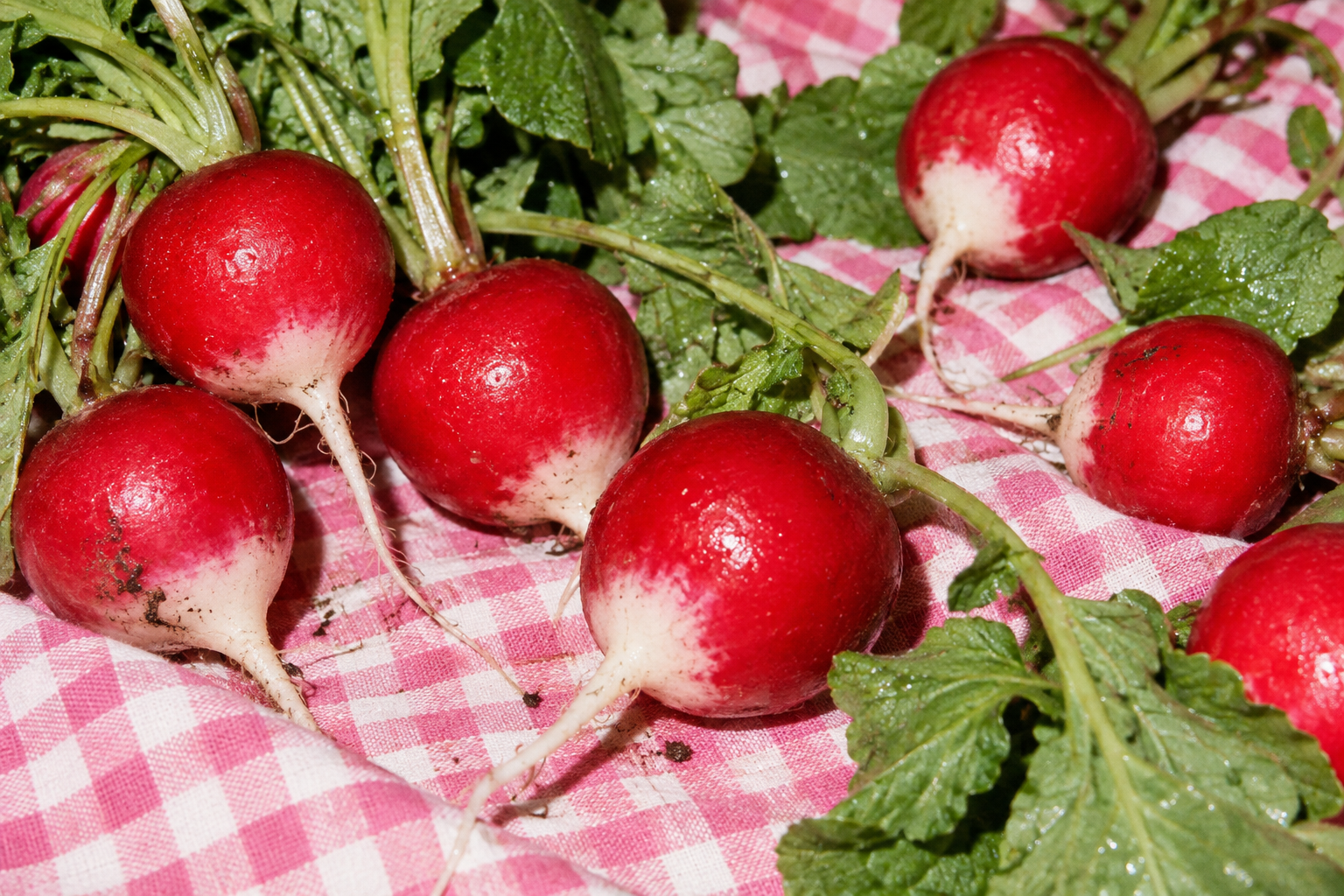Fresh red radishes on pink checked fabric